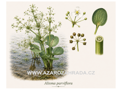 Alisma parviflora