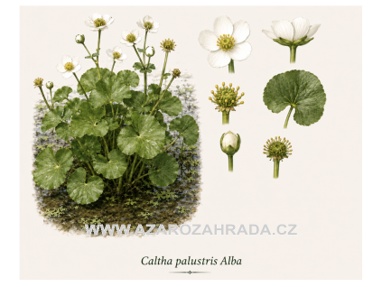 Caltha palustris Alba