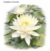 Nymphaea concordia