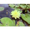 Nymphaea%20Concordia foto 1
