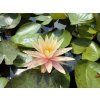 Nymphaea%20Barbara%20Dobbins foto 1