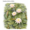 Nymphaea barbara Dobbins