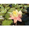 Nymphaea%20Barbara%20Dobbins 2 foto 1
