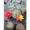 Nymphaea%20Wanvisa 3 foto 1
