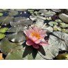 Nymphaea%20Rose%20Magnolia 2 foto 1