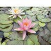Nymphaea%20Rose%20Magnolia foto 1