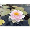 Nymphaea%20Rose%20Magnolia 2 foto 1