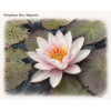 Nymphaea rose Magnolia