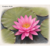 Nymphaea mayla