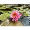 Nymphaea%20Mayla 2 foto 1