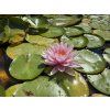 Nymphaea%20Hollandia foto 1