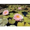 Nymphaea%20Hollandia 2 foto 1