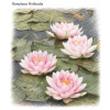 Nymphaea hollandia