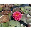 Nymphaea%20Conqueror 2 foto 1