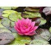 Nymphaea%20Conqueror foto 1