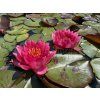 Nymphaea%20Conqueror 2 foto 1