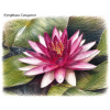 Nymphaea conqueror