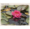 Nymphaea james Brydon