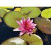 Nymphaea%20James%20Brydon foto 1