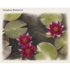 Nymphaea rembrandt