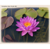 Nymphaea siam Purple ISG