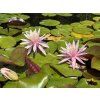 1151 nymphaea 20american 20star