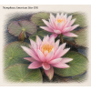 Nymphaea american Star ISG