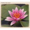 Nymphaea rene Gerard