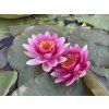 Nymphaea%20Rene%20Gerard foto 1