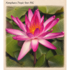 Nymphaea tropic Star ISG