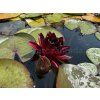 Nymphaea%20Black%20Princesse foto 1