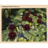 Nymphaea black Princesse