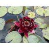 Nymphaea%20Black%20Princesse 2 foto 1