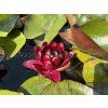 Nymphaea%20Black%20Princesse 2 foto 1