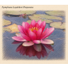 Nymphaea laydekeri Purpurata