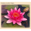 Nymphaea laydekeri Fulgens