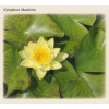 Nymphaea mandarin