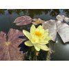 Nymphaea%20Mandarin 2 foto 1