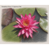 Nymphaea perrys Viviparous Pink