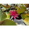 Nymphaea%20Perrys%20Red%20Glow 2 foto 1