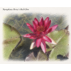 Nymphaea perrys Red Glow