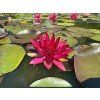 Nymphaea%20Perrys%20Red%20Glow foto 1