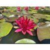 Nymphaea%20Perrys%20Red%20Glow