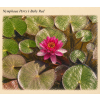 Nymphaea perrys Baby Red