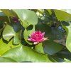 Nymphaea%20Perrys%20Baby%20Red foto 1