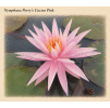 Nymphaea perrys Cactus Pink