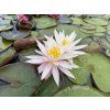 Nymphaea%20Perrys%20Cactus%20Pink foto 1