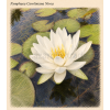 Nymphaea caroliniana Nivea