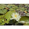 Nymphaea%20Caroliniana%20Nivea
