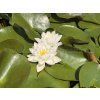 Nymphaea%20Siam%20Jasmine foto 1